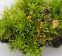 Attēlu rezultāti vaicājumam “Orthotrichum diaphanum”