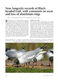 Attēlu rezultāti vaicājumam “Larus ridibundus adult”