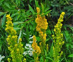 Attēlu rezultāti vaicājumam “Solidago virgaurea flower”