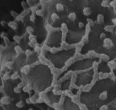 Attēlu rezultāti vaicājumam “Comatricha meandrispora macro”