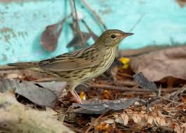 Image result for Locustella lanceolata