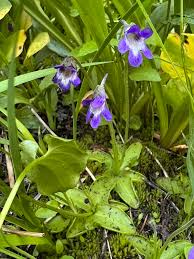 Attēlu rezultāti vaicājumam “Pinguicula vulgaris leaf”