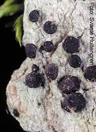 Attēlu rezultāti vaicājumam “Megalaria grossa”