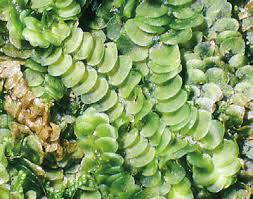 Attēlu rezultāti vaicājumam “Calypogeia neesiana”