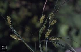 Attēlu rezultāti vaicājumam “Carex vesicaria”