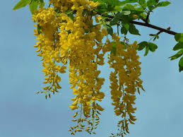 Attēlu rezultāti vaicājumam “Laburnum anagyroides flower”
