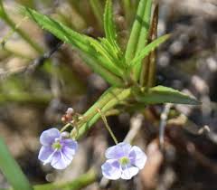 Attēlu rezultāti vaicājumam “Veronica scutellata flower”