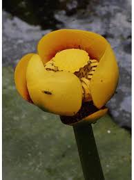 Attēlu rezultāti vaicājumam “Nuphar lutea”