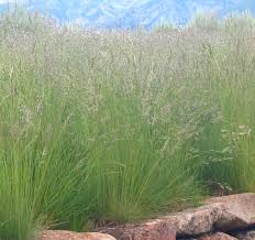 Attēlu rezultāti vaicājumam “Festuca ovina”