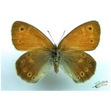 Attēlu rezultāti vaicājumam “Coenonympha tullia”