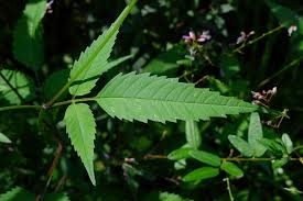 Attēlu rezultāti vaicājumam “Bidens frondosa leaf”