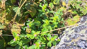 Attēlu rezultāti vaicājumam “Galeopsis bifida”