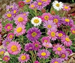 Image result for Aster alpinus