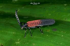 Attēlu rezultāti vaicājumam “Lycidae”