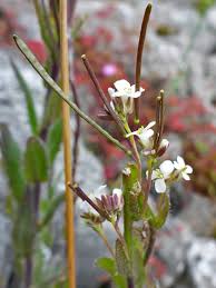 Attēlu rezultāti vaicājumam “Arabis hirsuta fruit”