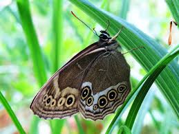 Attēlu rezultāti vaicājumam “Lopinga achine”