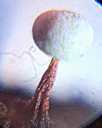 Attēlu rezultāti vaicājumam “Physarum gravidum”