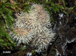 Attēlu rezultāti vaicājumam “Tilachlidium brachiatum”