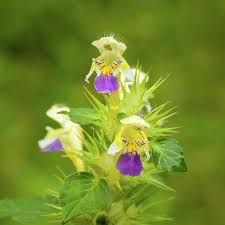 Attēlu rezultāti vaicājumam “Galeopsis speciosa”