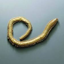 Attēlu rezultāti vaicājumam “Physarum penetrale”