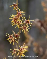 Attēlu rezultāti vaicājumam “Hamamelis vernalis leaf”