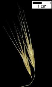 Attēlu rezultāti vaicājumam “Anisantha tectorum fruit”