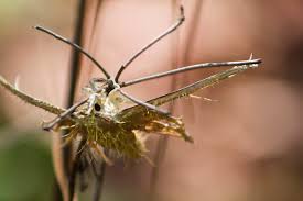 Attēlu rezultāti vaicājumam “Akanthomyces aculeatus”
