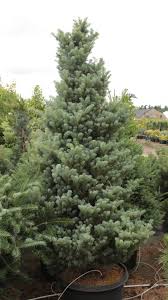 Attēlu rezultāti vaicājumam “Abies koreana”