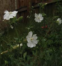 Attēlu rezultāti vaicājumam “Silene latifolia subsp. alba”