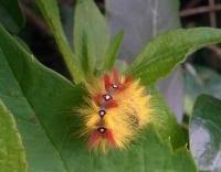 Attēlu rezultāti vaicājumam “Acronicta aceris larva”