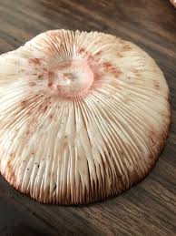 Attēlu rezultāti vaicājumam “Amanita rubescens”