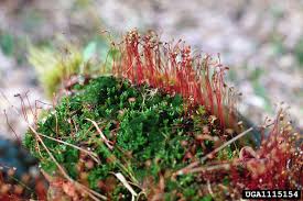 Attēlu rezultāti vaicājumam “Pogonatum nanum macro”