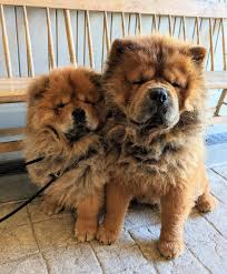 Znalezione obrazy dla zapytania chow