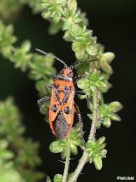 Attēlu rezultāti vaicājumam “Corizus hyoscyami imago”