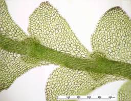 Attēlu rezultāti vaicājumam “Calypogeia”