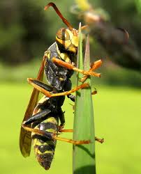 Attēlu rezultāti vaicājumam “Polistes”