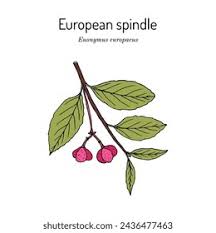 Attēlu rezultāti vaicājumam “Euonymus europaeus fruit”