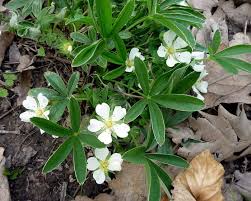 Attēlu rezultāti vaicājumam “Potentilla alba”