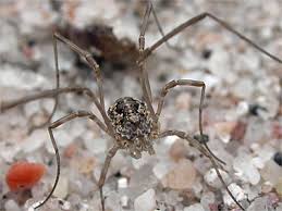 Attēlu rezultāti vaicājumam “Phalangium opilio”