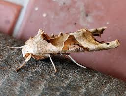 Attēlu rezultāti vaicājumam “Phlogophora meticulosa”