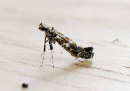 Attēlu rezultāti vaicājumam “Gracillaria syringella larva”