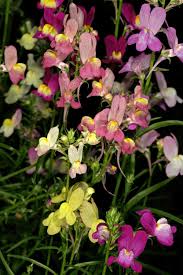 Image result for Linaria vulgaris