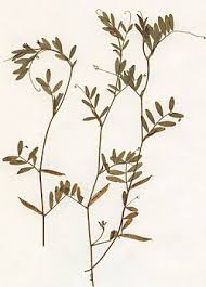 Attēlu rezultāti vaicājumam “Vicia lathyroides leaf”