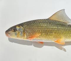 Image result for Moxostoma duquesnei