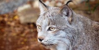 Afbeeldingsresultaat voor lynx