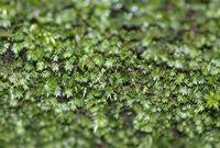 Attēlu rezultāti vaicājumam “Fissidens arnoldii”