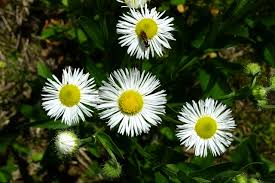Attēlu rezultāti vaicājumam “Erigeron annuus”