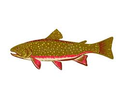 Image result for Salvelinus fontinalis