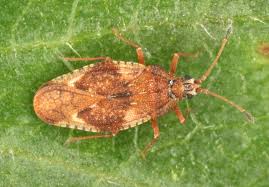 Attēlu rezultāti vaicājumam “Physatocheila smreczynskii”