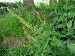 Attēlu rezultāti vaicājumam “Chenopodium bonus-henricus”